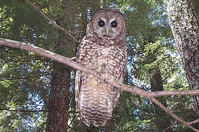 Spotted owl-US FWS